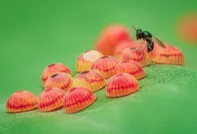 O18 1st Place Parasitic Play c Raghuram Annadana