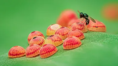 O18 1st Place Parasitic Play c Raghuram Annadana