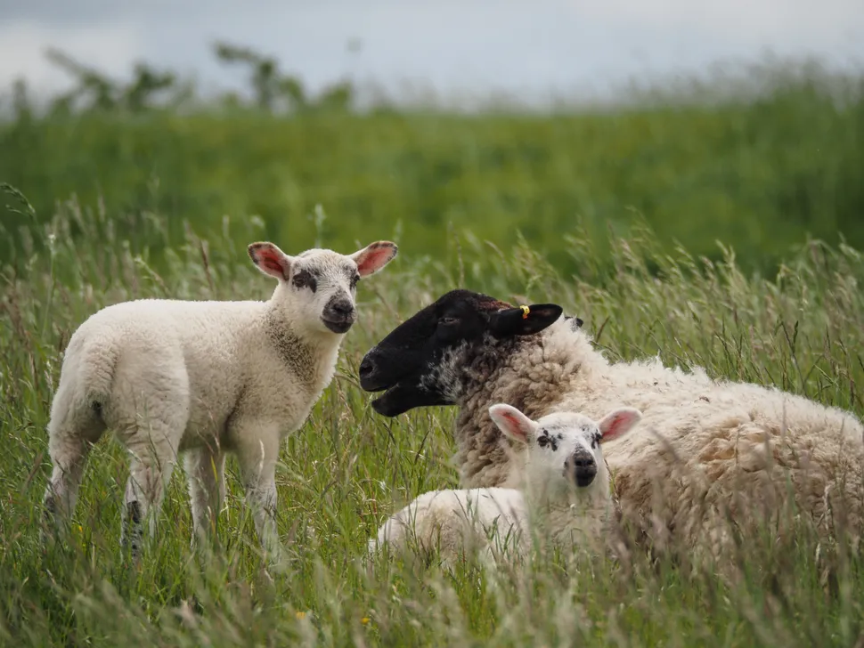 Olympus M.Zuiko ED 75 300mm 002
