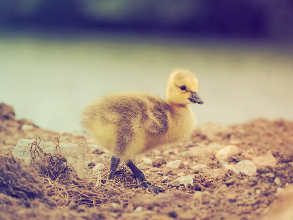 Olympus M.Zuiko ED 75 300mm 003