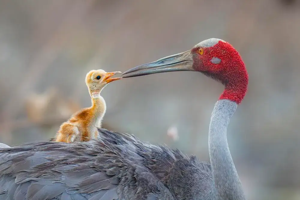 Ponlawat Thaipinnarong Thailand Travel Photographer of the Year TPOTY 2025