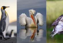 SINWP Bird Photographer of the Year
