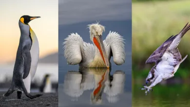 SINWP Bird Photographer of the Year