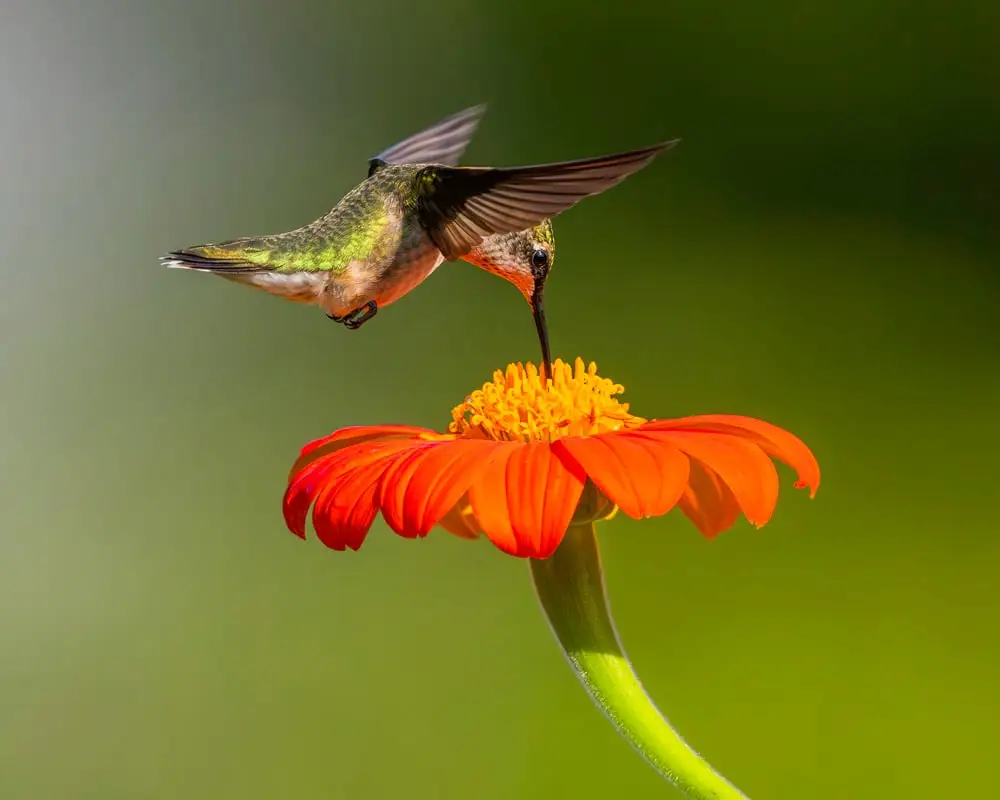 Sarah Keates Hummingbird and a Mexican Sunflower