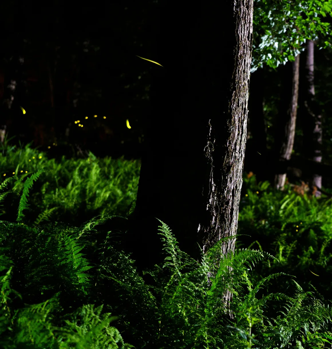 A tree trunk stands amid lush green ferns in a dark forest at night. Several glowing fireflies are visible, creating bright yellow trails of light throughout the foliage.