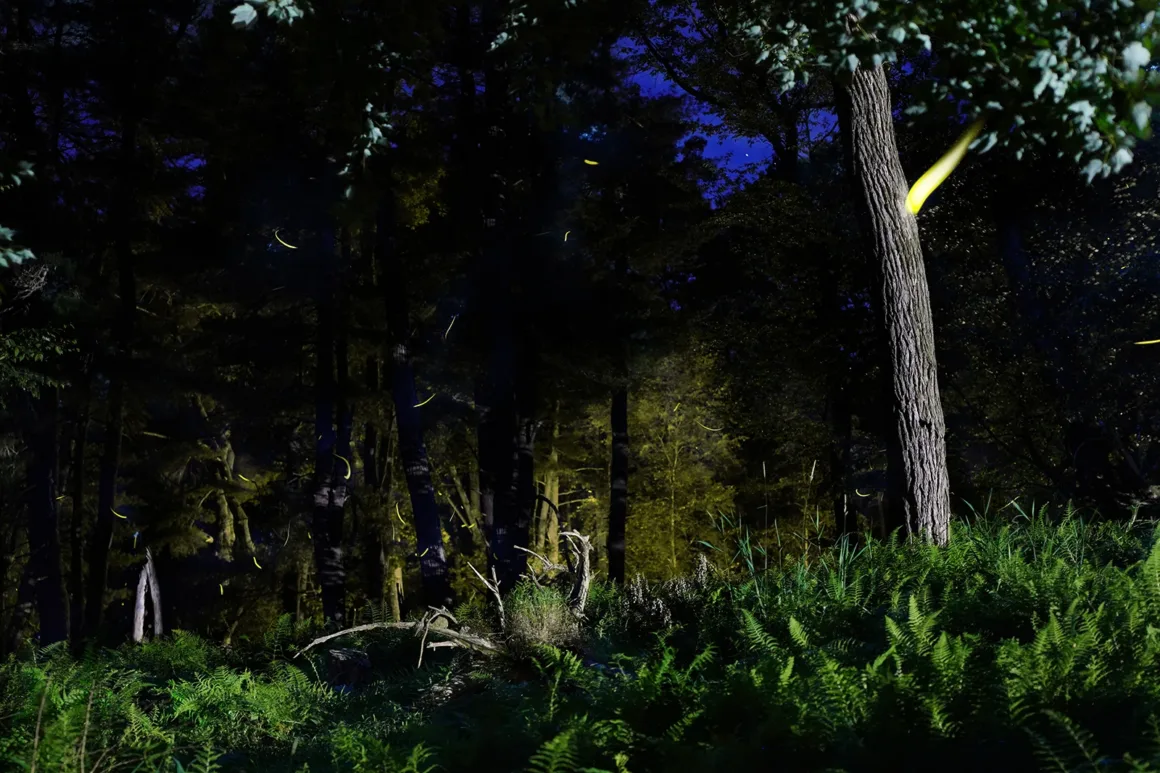 A dark forest at night with glowing fireflies hovering above green ferns and grass, tall trees in the background, and a deep blue sky visible through the canopy.