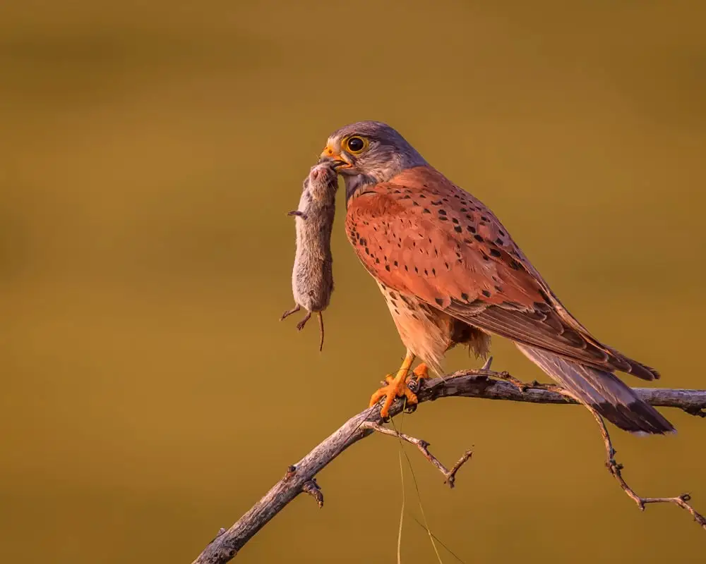 arne bivrin 2011 06 07 05.51.28 D4 9267 Redigera 3 1920