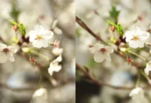 bbl modification featured