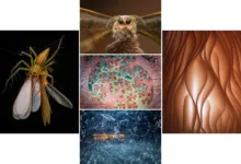 five images are arranged in a grid with a white background