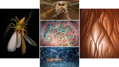 five images are arranged in a grid with a white background