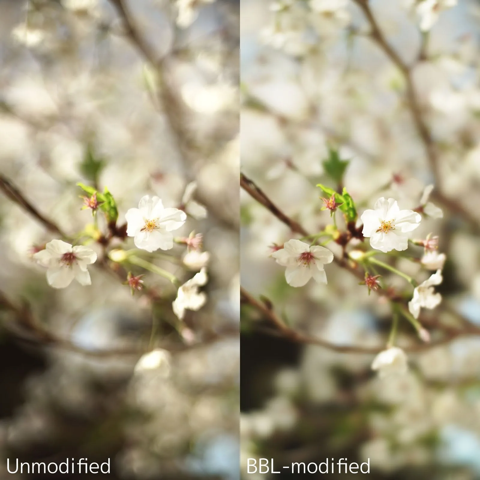 BBL’den Daha Yumuşak ve Güzel Bokeh Modifikasyonu 5 Kiraz çiçeği dallarının yan yana karşılaştırması; soldaki “Modifiye edilmemiş” görüntü daha parlak ve sıcak tonlu, sağdaki “BBL-modifiye” görüntü ise daha soğuk ve daha az doygun tonlu.
