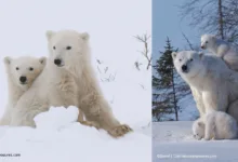 polar bear day