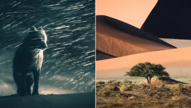 swpa 2026 open winners featured