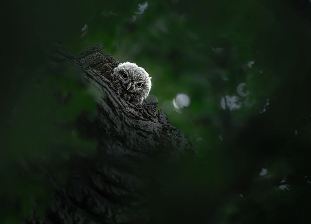 LCE Photographer of the Year 2026 kazananları açıklandı 2 A Gazing Owlet Louise Norris LR