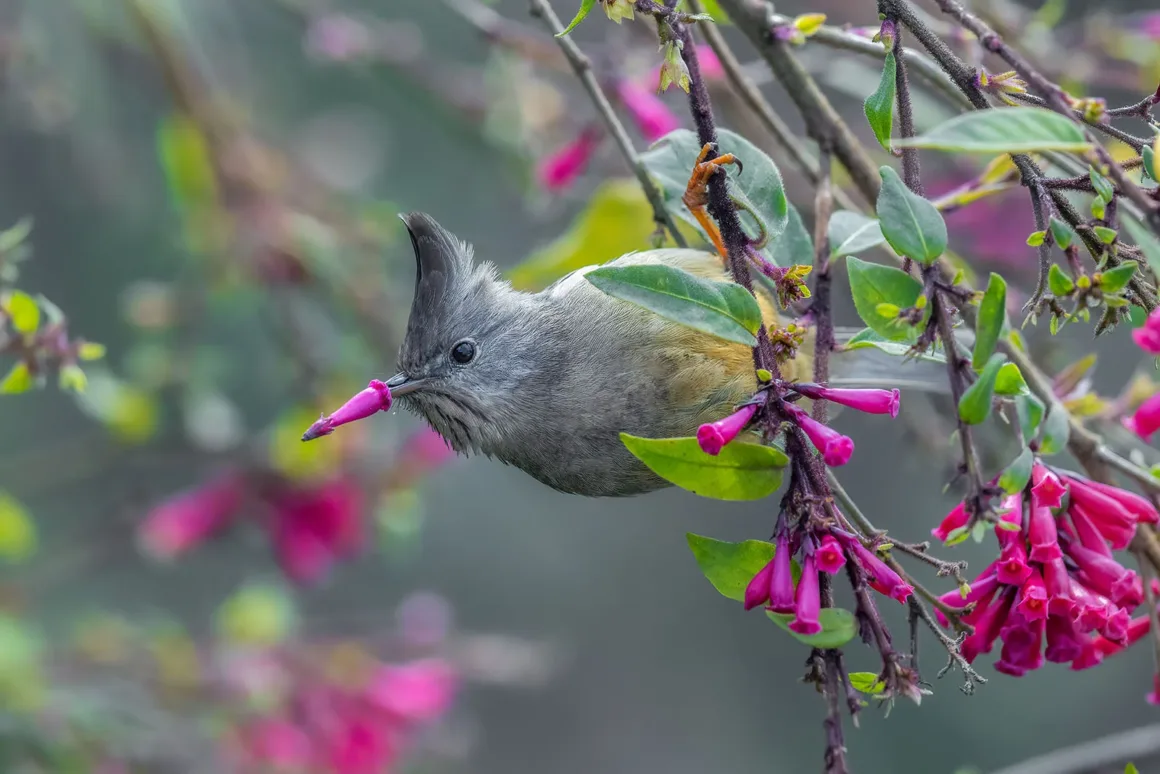 Arindam Saha Pink beak yuhina