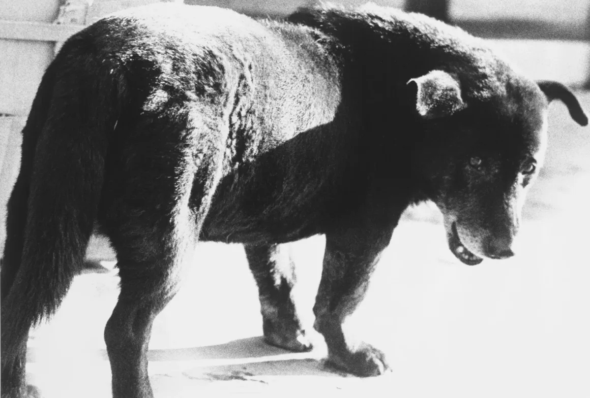 Daido Moriyama 森山 大道. Stray Dog Misawa. 1971