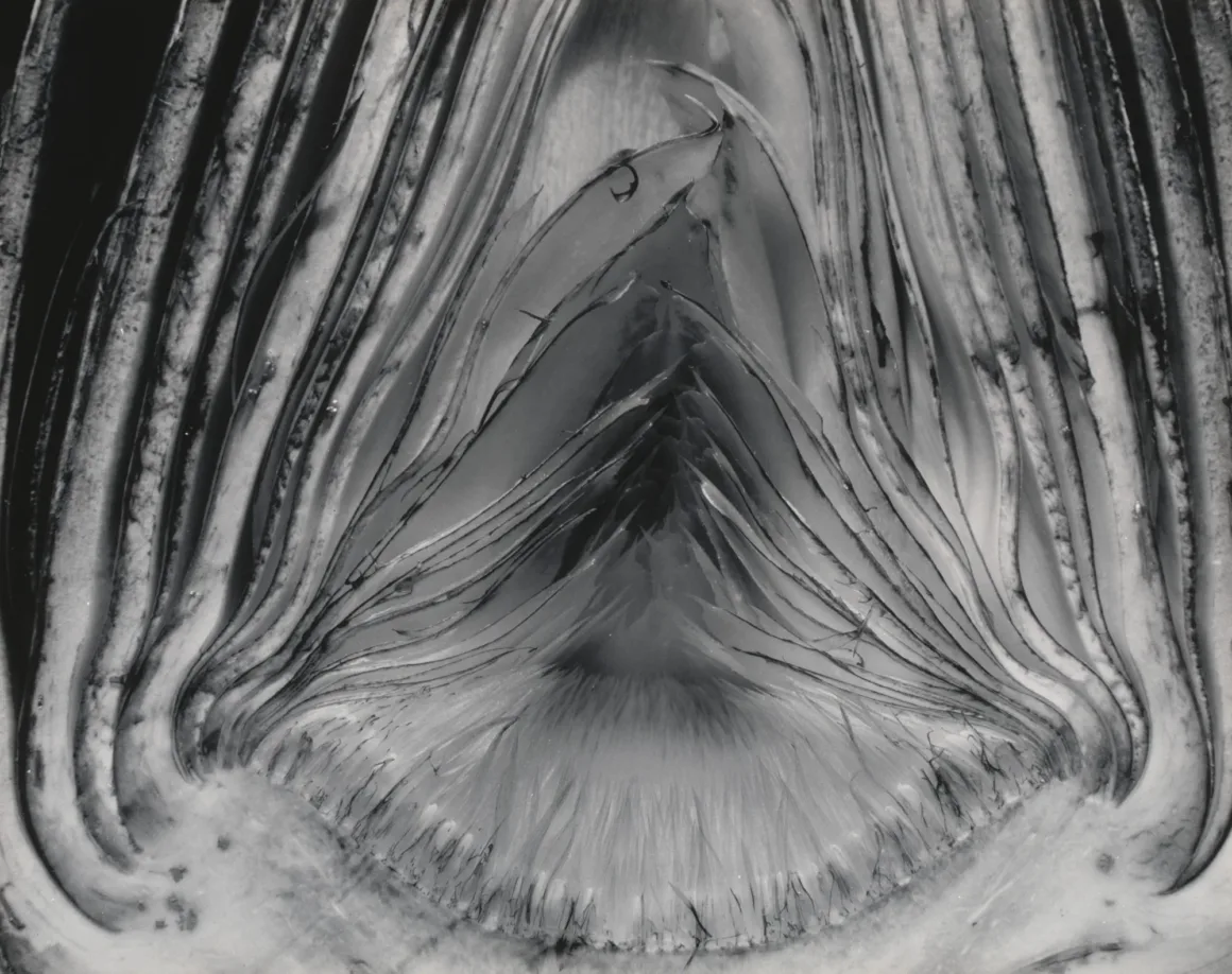 Edward Weston: Fotoğraf Nesneyi Bıraktığında Ne Olur? 8 Edward Weston. Artichoke Halved. 1930