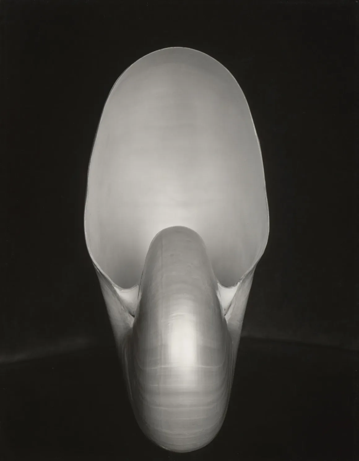 Edward Weston: Fotoğraf Nesneyi Bıraktığında Ne Olur? 7 Edward Weston. Shell. 1927