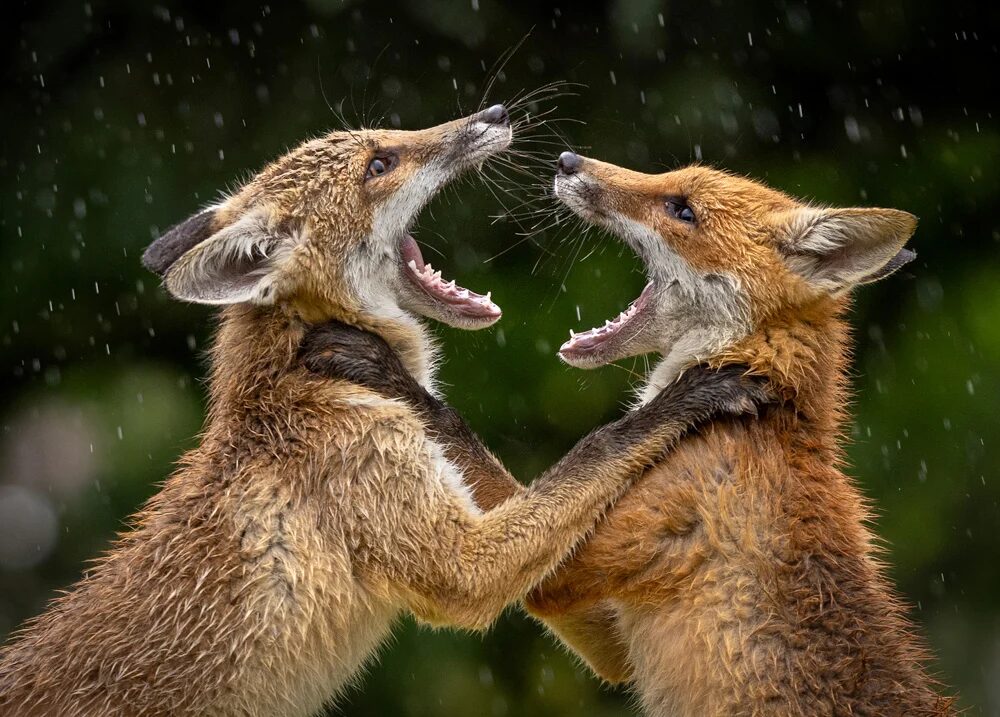 LCE Photographer of the Year 2026 kazananları açıklandı 4 Fighting Foxes in the Rain Sophia Spurgin lr