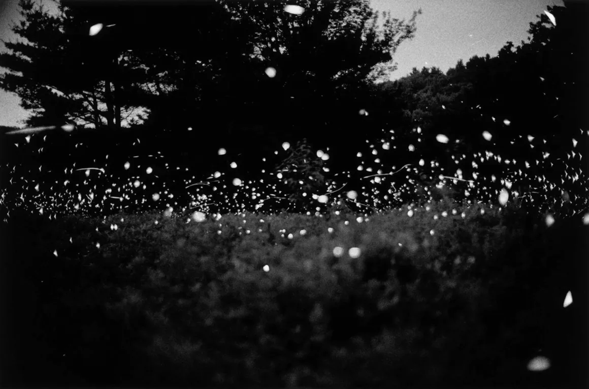 Gregory Crewdson – Fireflies serisinden