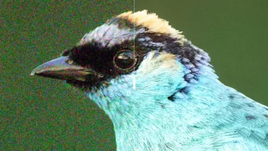 Illustration With Without 006 DxO PureRAW6 March2026 credit PetrBAMBOUSEK