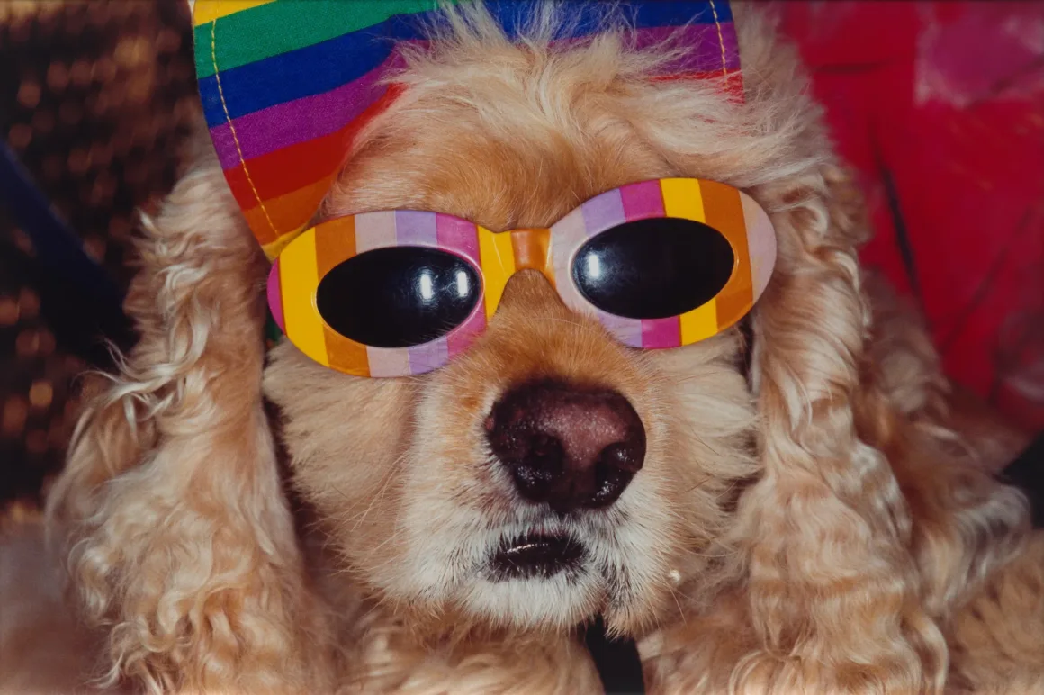 Martin Parr – Venice Beach dog with sunglasses 1998