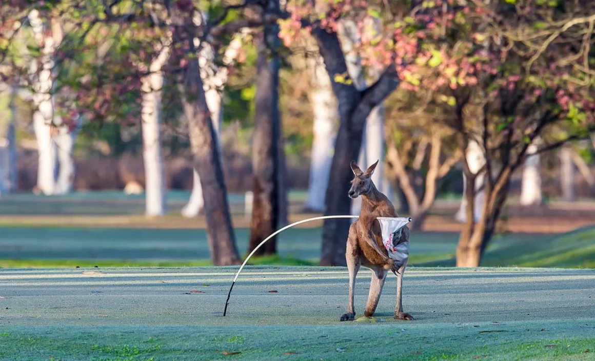 Michael Lambie Golf Hazard
