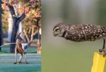 Nikon Comedy Wildlife Awards