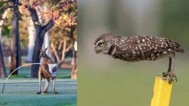 Nikon Comedy Wildlife Awards