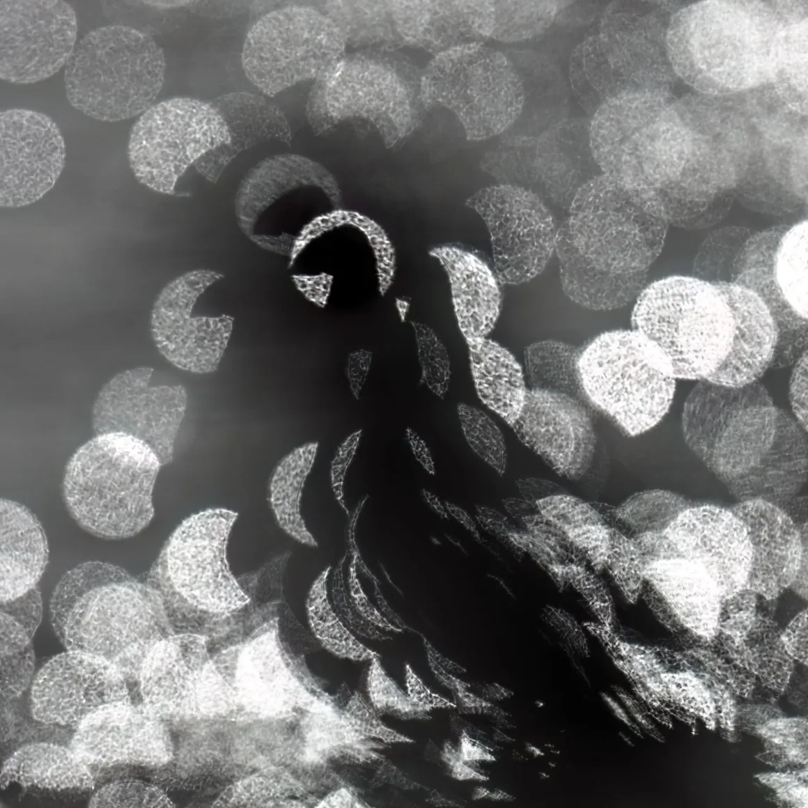 RU BWPA 2026 Silhouetted Puffin
