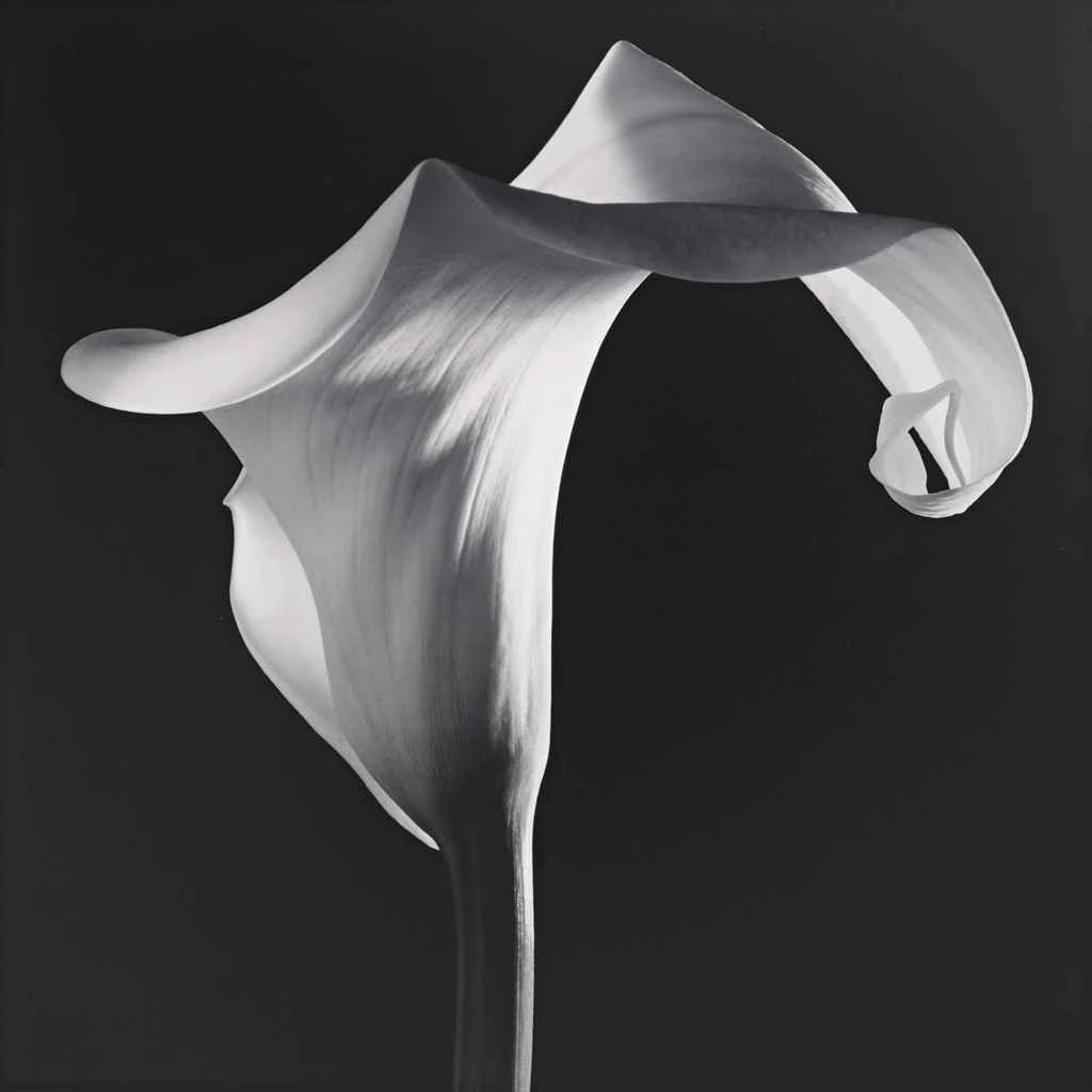 Robert Mapplethorpe – Calla Lily 1988