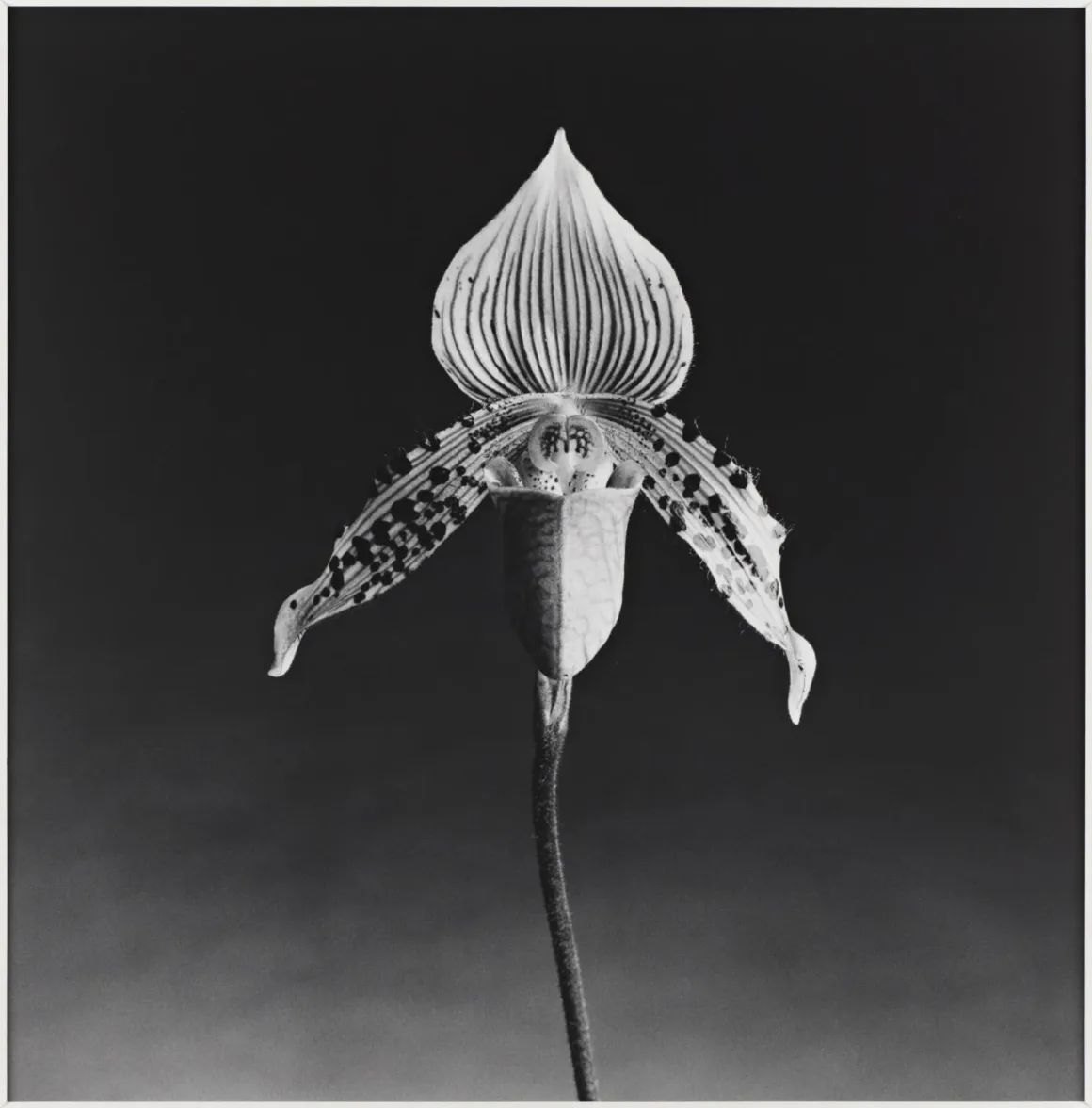 Robert Mapplethorpe – Orchid 1987