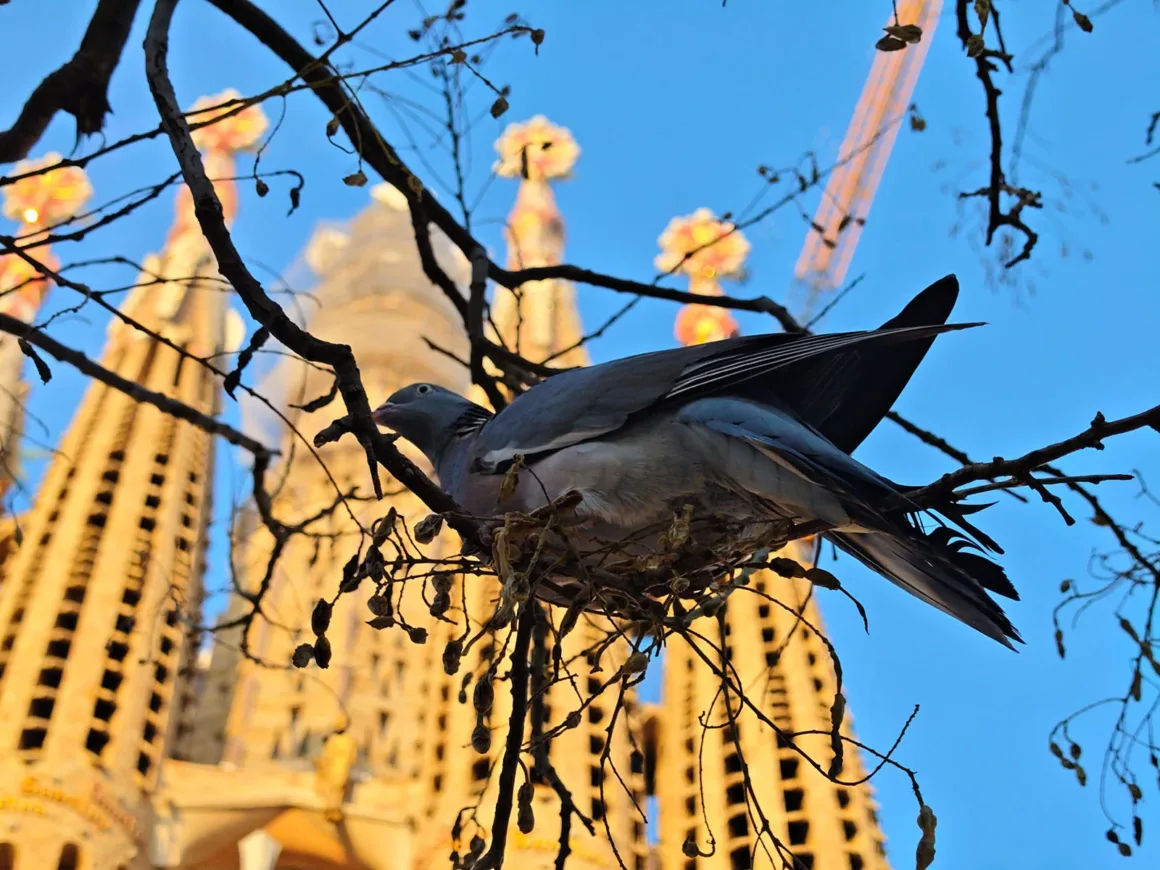 Vivo V70 İncelemesi: Daha İyi Yazılım, Daha İyi Tasarım ve Küçük Adımlar 8 Ön planda bir dal üzerinde duran güvercin, arka planda ise net olmayan şekilde Sagrada Família’nın detaylı kuleleri ve açık mavi gökyüzü görülüyor.