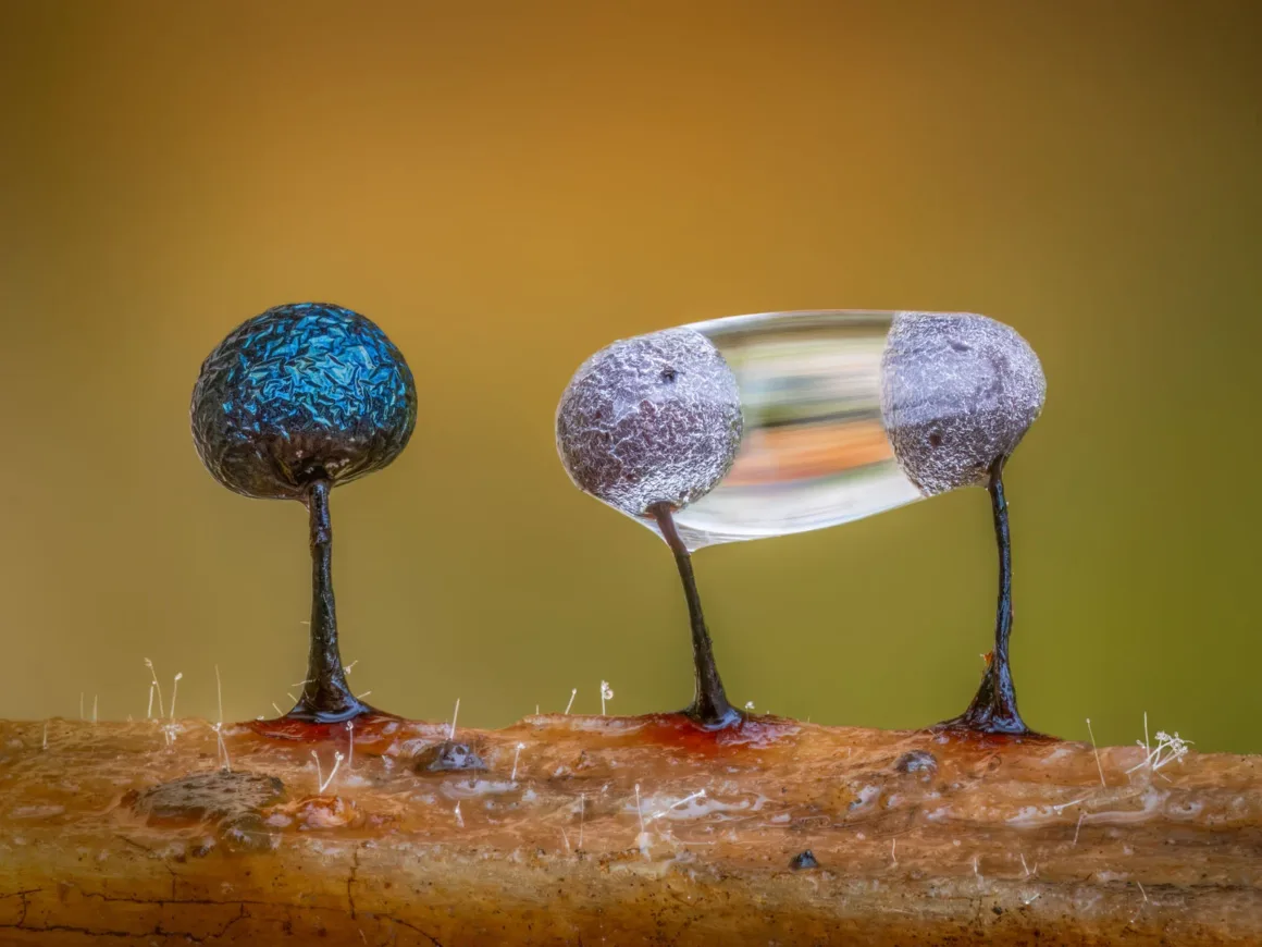WINNER BWPA 2026 Slime Moulds and a Water Droplet