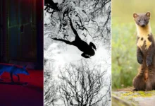 bwpa 2026 winners featured