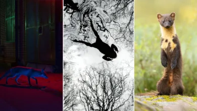 bwpa 2026 winners featured