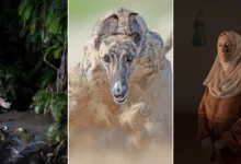 swpa 2026 pro finalists featured 1