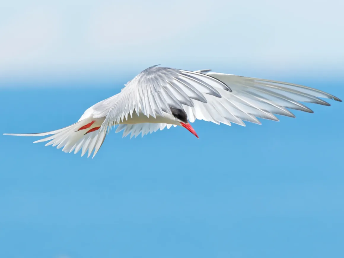 Daha Keskin Fotoğraflar Çekmenin Yolları: Profesyonel Teknikler 1 Daha Keskin Fotoğraflar Çekmenin Yolları: Profesyonel Teknikler
Siyah ve gri detaylara sahip, kırmızı gagalı beyaz bir kuş, kanatlarını tamamen açmış şekilde mavi gökyüzü ve suyun flu arka planı önünde zarifçe süzülüyor.