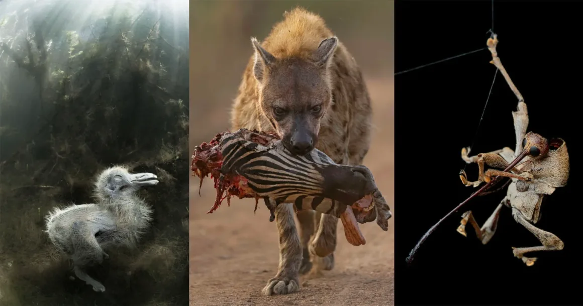 CUPOTY 2026: Ölüm ve Çürüme Üzerine Yılın Kazanan Fotoğrafları
Üç fotoğraftan oluşan kolaj: su altında bir kuş yavrusu, ağzında zebra bacağı taşıyan bir sırtlan ve ipten sarkan, bir bacağını kaldırmış bir böcek.