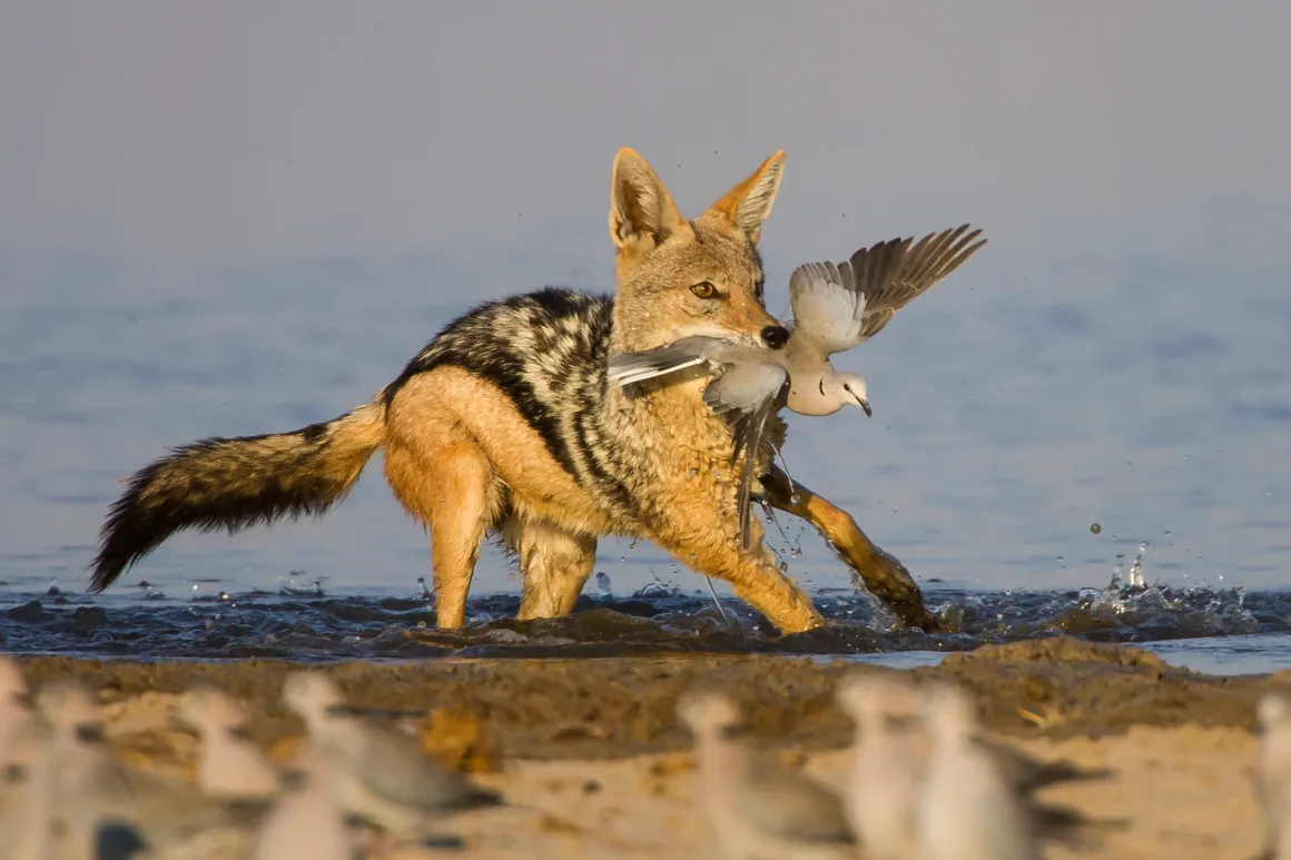 Yaban Hayatı Fotoğrafçılığında Teknoloji ve Beceri Dengesi 5 Sığ suda duran siyah sırtlı bir çakal, ağzında yakaladığı beyaz bir kuşla duruyor; ön planda diğer kuşlar izliyor.