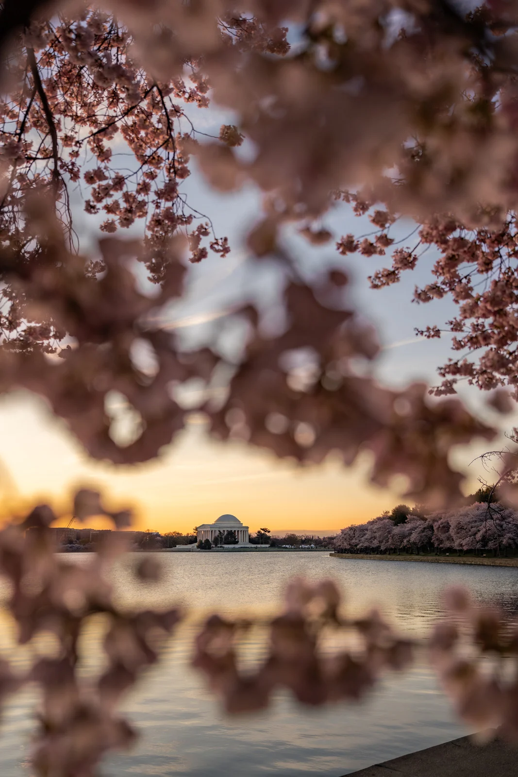 Drew Geraci CherryBlossom 2026B 12