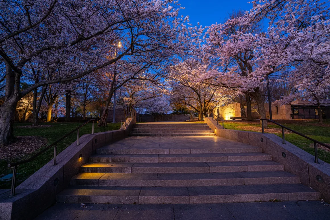 Drew Geraci CherryBlossom 2026B 7