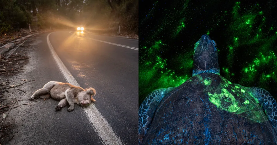 2026 Environmental Photography Award: İnsan Doğaya Dokunduğunda Ne Olur?
İkiye bölünmüş bir görüntü: solda, alacakaranlıkta yolda yaralı halde yatan bir koala ve yaklaşan araba farları; sağda ise su altında yeşil biyolüminesansla parlayan bir deniz kaplumbağası.
