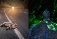 Environmental Photogra hy Awards