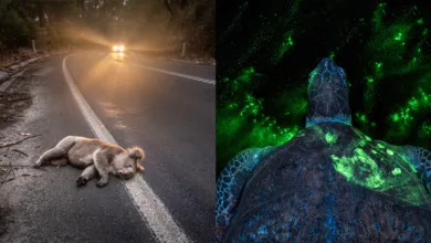 Environmental Photogra hy Awards