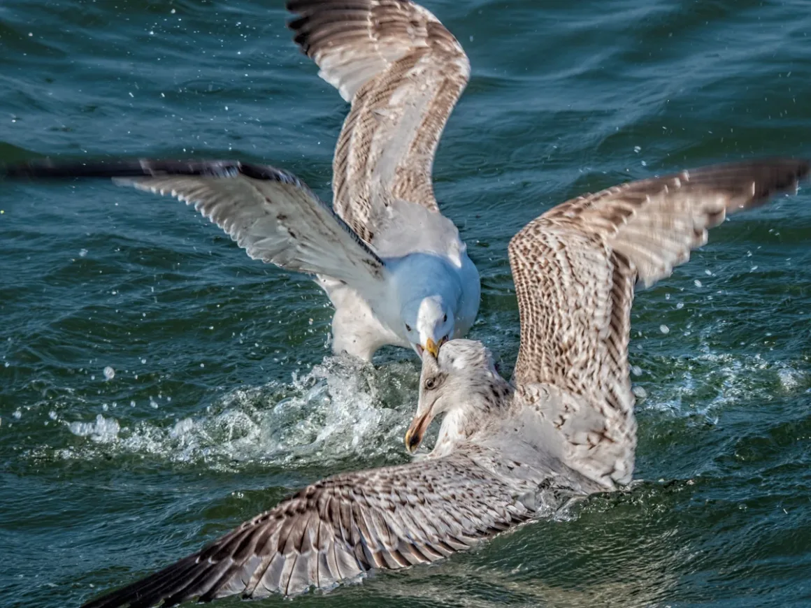 Başarılı Bir Fotoğrafçılık İşinin Sırları 7 Fighting Gulls 3
