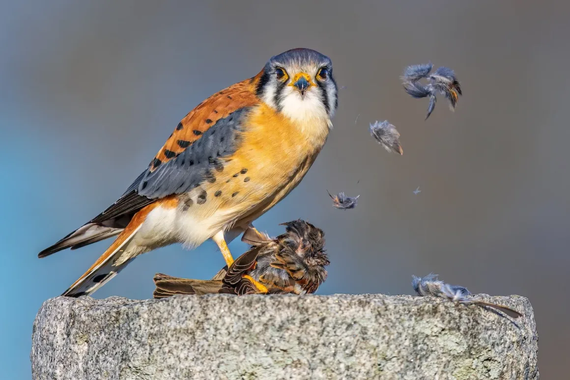 ABD’de bir mezar taşının üzerinde duran Amerikan kerkenezi, pençelerinde bir serçeyi parçalarken tüyler havada süzülüyor.
