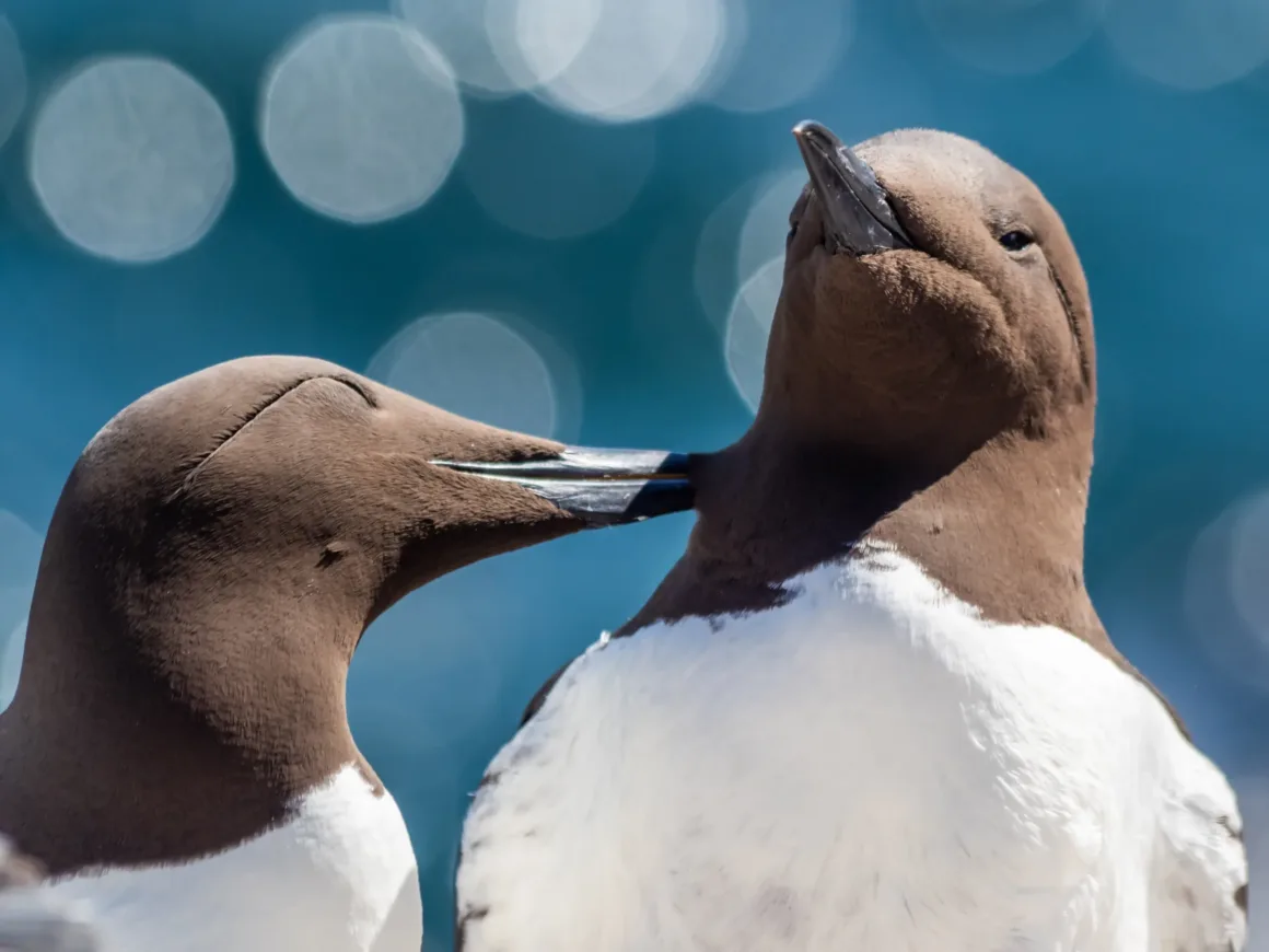 Başarılı Bir Fotoğrafçılık İşinin Sırları 8 Guillemot 2048x1536 1