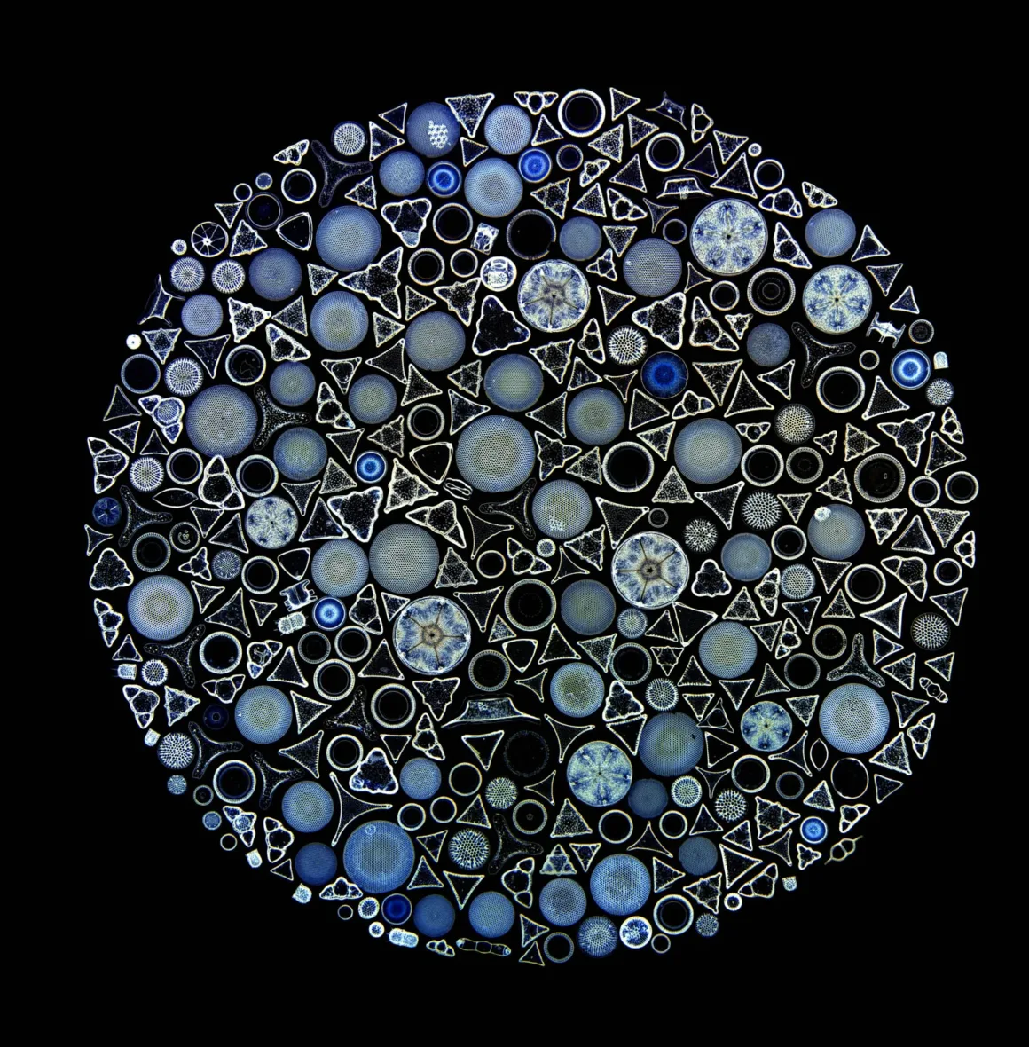 Dairesel dizilmiş mavi ve metalik hücre benzeri soyut formlar