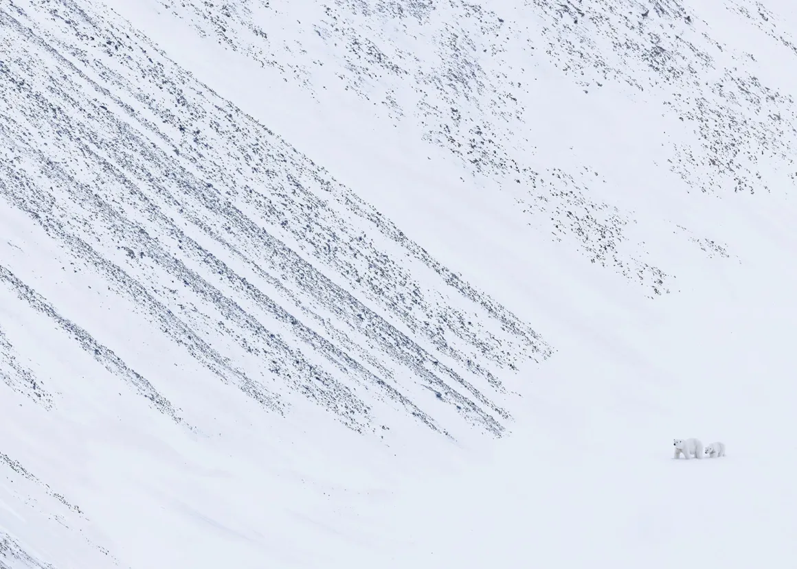 Geniş, karla kaplı bir yamaç üzerinde birbirine yakın duran iki kutup ayısı; beyaz yüzeyi kesen koyu kaya çizgileri diyagonal hatlar oluşturuyor. Ayılar, geniş kış manzarası içinde küçük kalıyor.